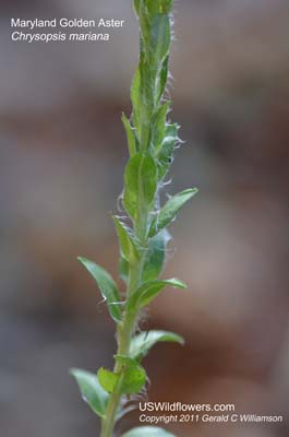 Chrysopsis mariana