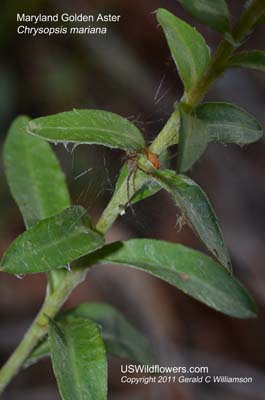 Chrysopsis mariana