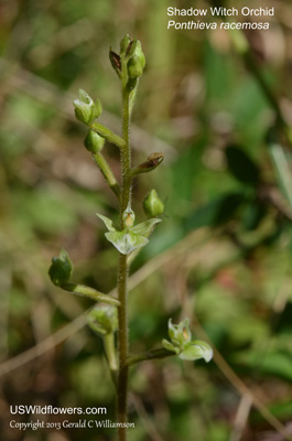 Ponthieva racemosa