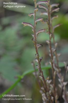 Epifagus virginiana