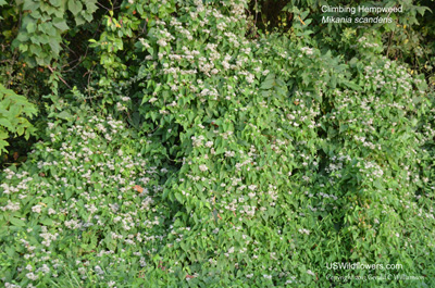 Mikania scandens