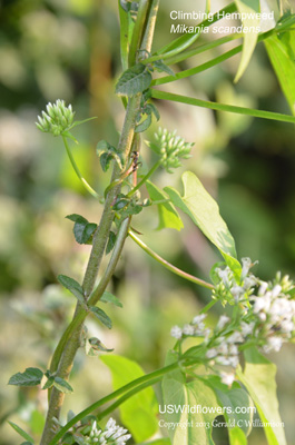 Mikania scandens