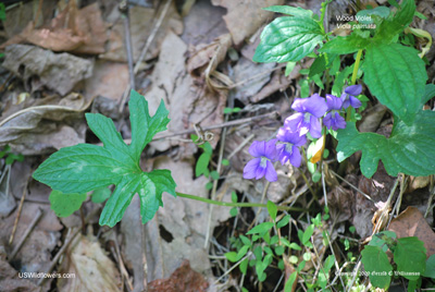 Viola palmata