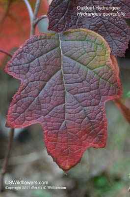 Hydrangea quercifolia