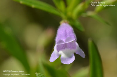 Clinopodium glabellum