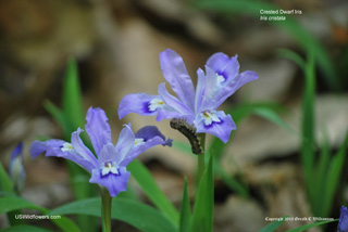 Iris cristata