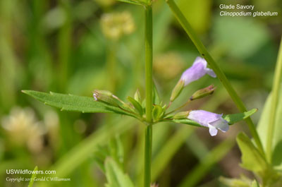 Clinopodium glabellum