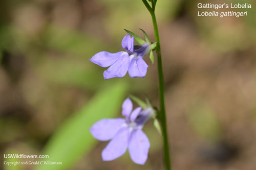 Lobelia gattingeri