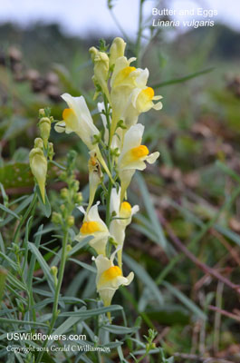 Linaria vulgaris