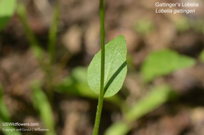 Lobelia gattingeri