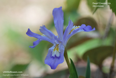 Iris cristata