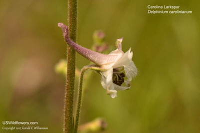 Delphinium carolinianum