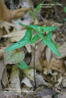 Viola hastata