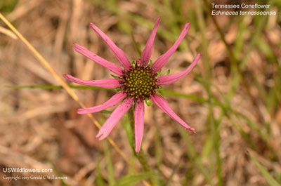 Echinacea tennesseensis