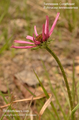 Echinacea tennesseensis