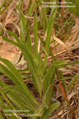 Echinacea tennesseensis