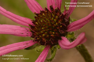 Echinacea tennesseensis