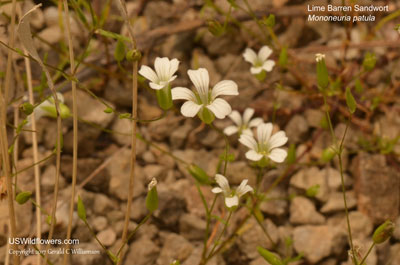 Mononeuria patula