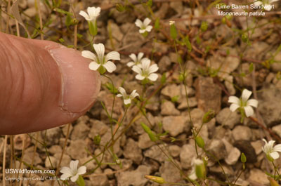 Mononeuria patula