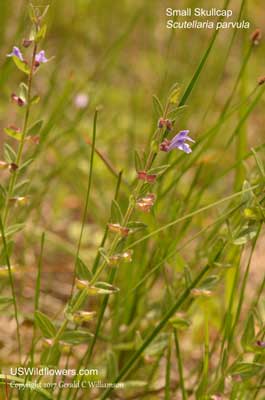 Scutellaria parvula