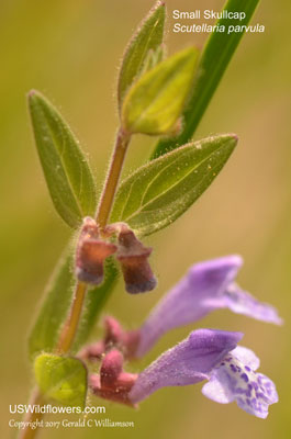 Scutellaria parvula