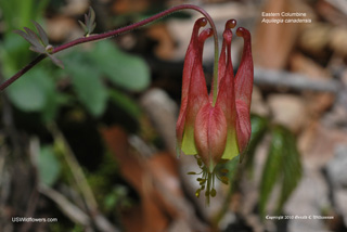 Aquilegia canadensis