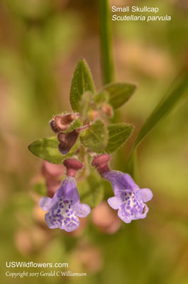 Scutellaria parvula