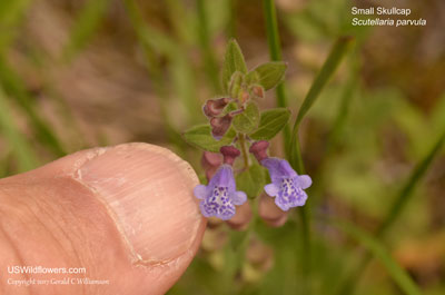 Scutellaria parvula