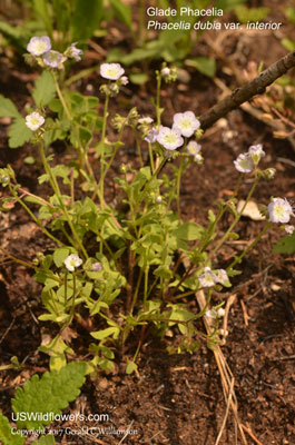 Phacelia dubia