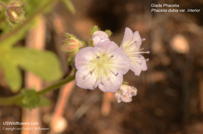 Phacelia dubia