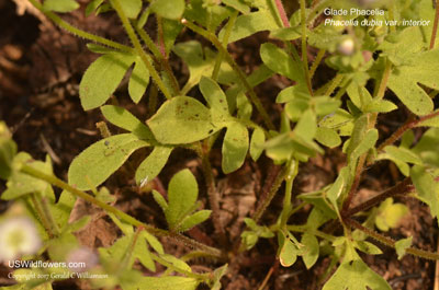 Phacelia dubia