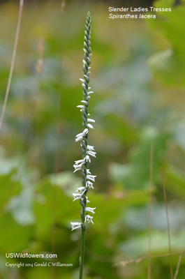 Spiranthes lacera