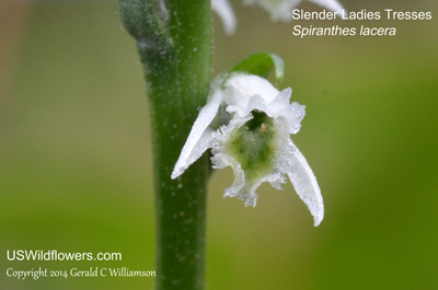 Spiranthes lacera