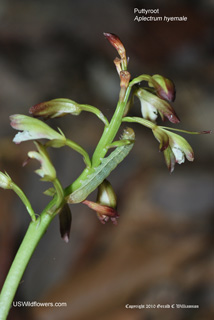 Aplectrum hyemale