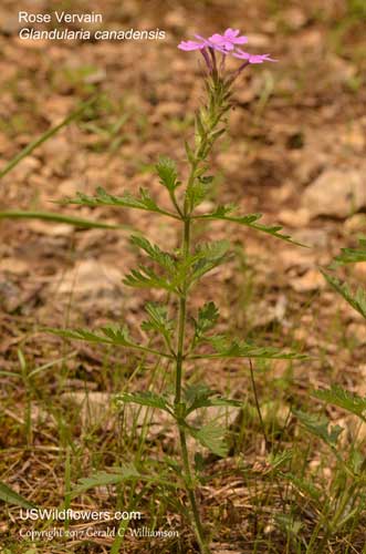 Glandularia canadensis