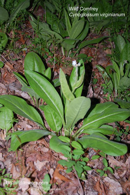 Cynoglossum virginianum
