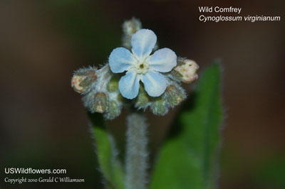 Cynoglossum virginianum