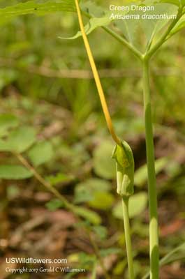 Arisaema dracontium