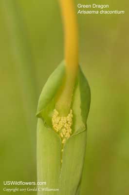 Arisaema dracontium