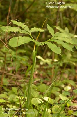 Arisaema dracontium