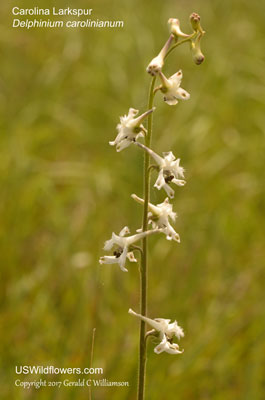 Delphinium carolinianum