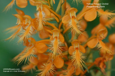 Platanthera ciliaris