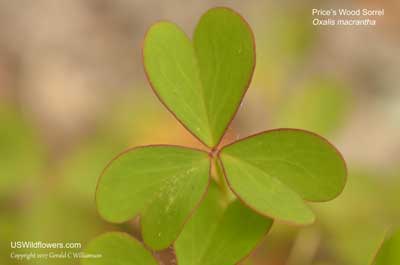 Oxalis macrantha
