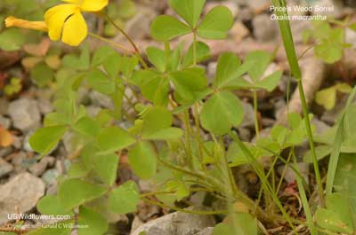 Oxalis macrantha