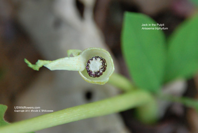 Arisaema triphyllum