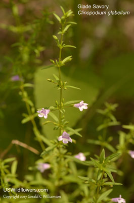 Clinopodium glabellum