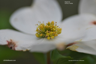 Cornus florida