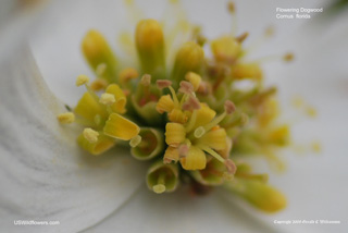 Cornus florida