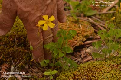 Oxalis macrantha