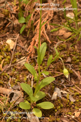 Astranthium integrifolium